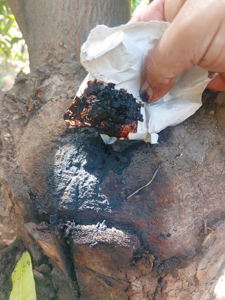 مشكله فى المانجو ايه العلاج